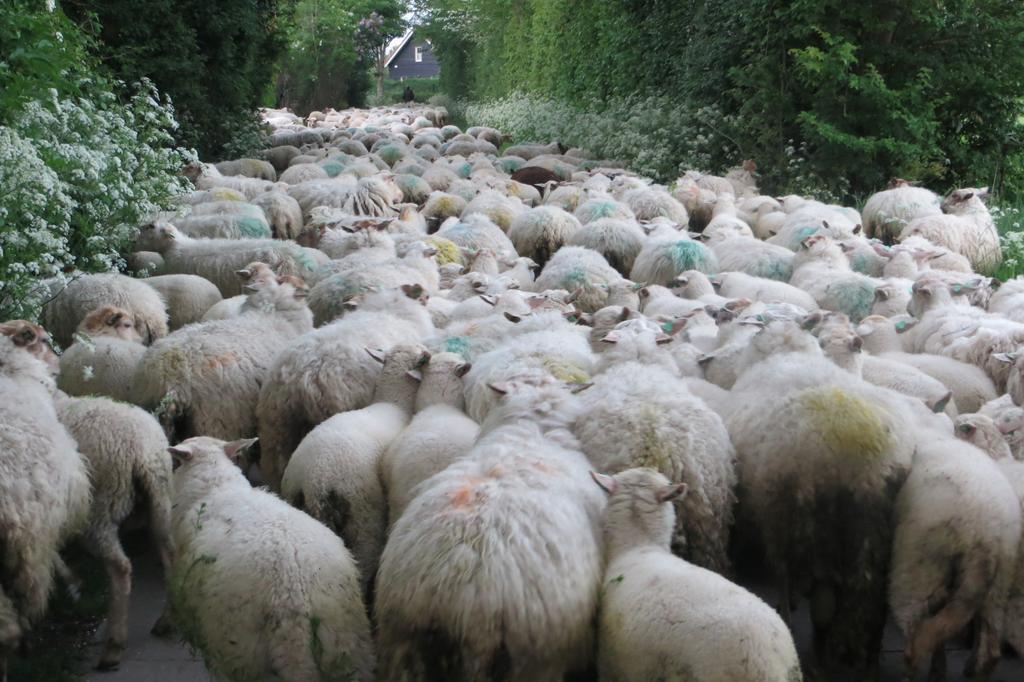 Boerderijcamping Plantlust Veere Kamer foto